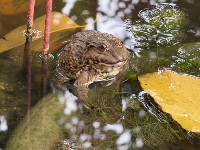 2026-01-21_15-25-27_Randy_2711