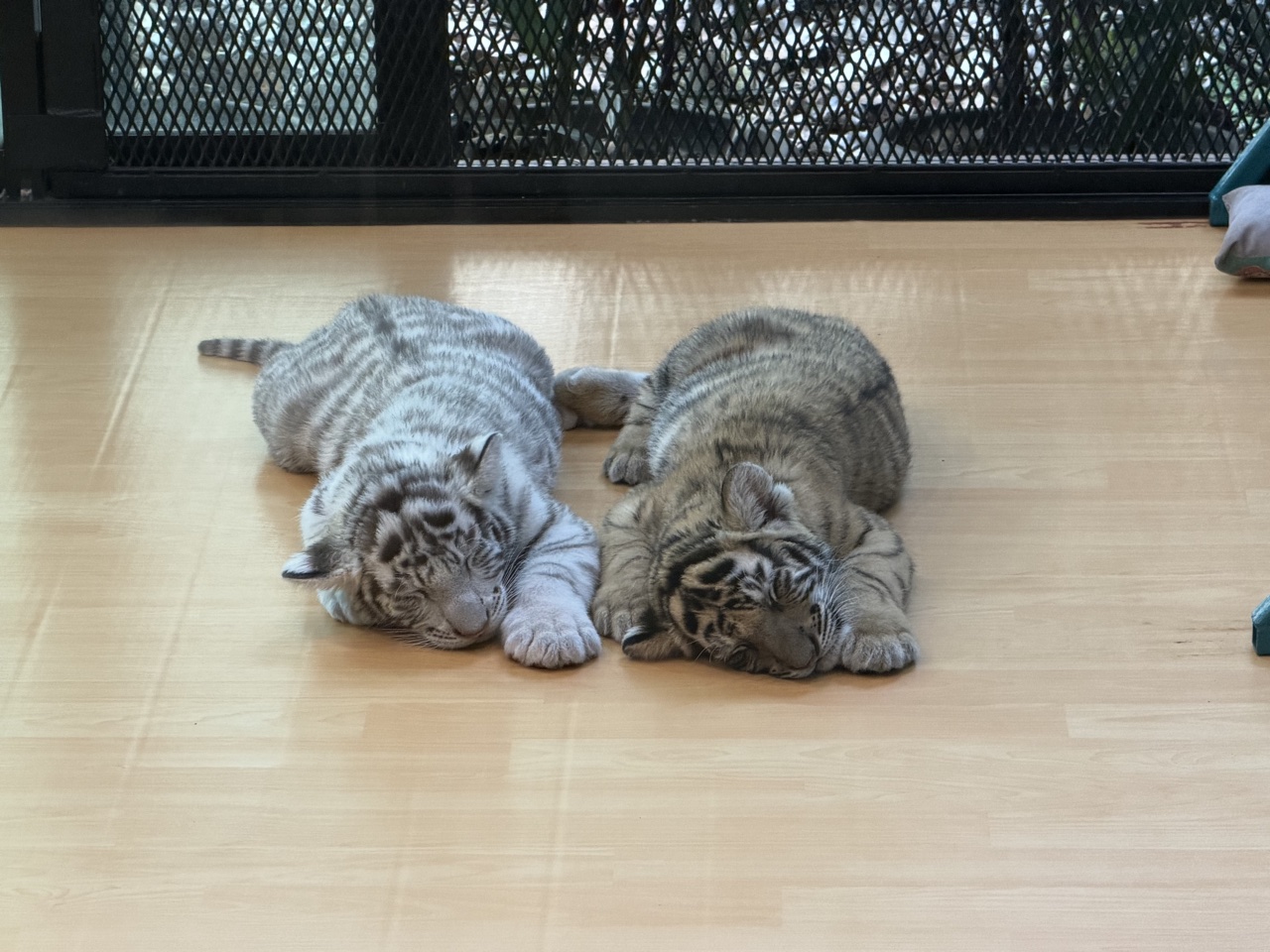 2026-01-23_13-25-30_Randy_3052