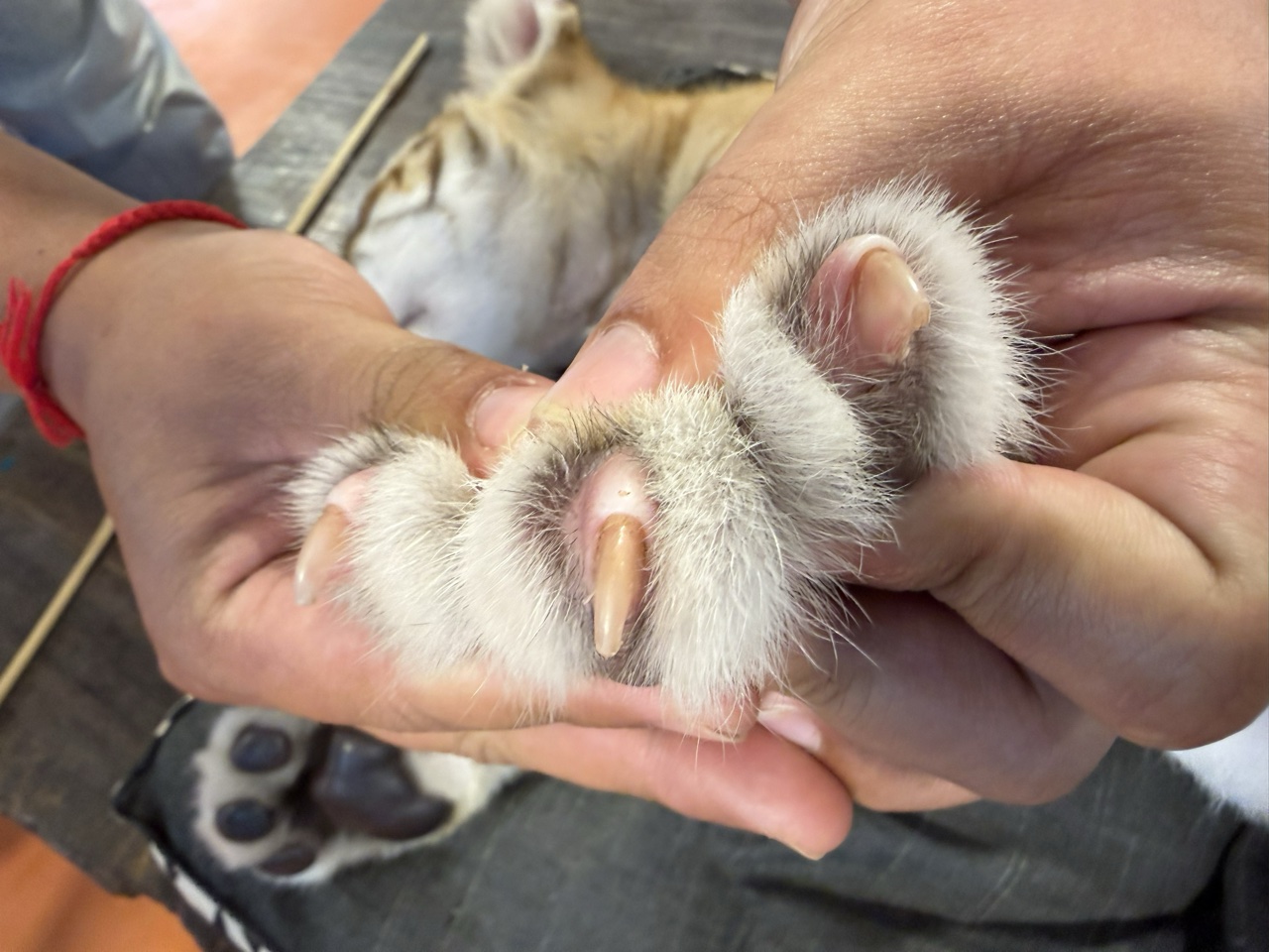 2026-01-23_13-34-32_Randy_3099