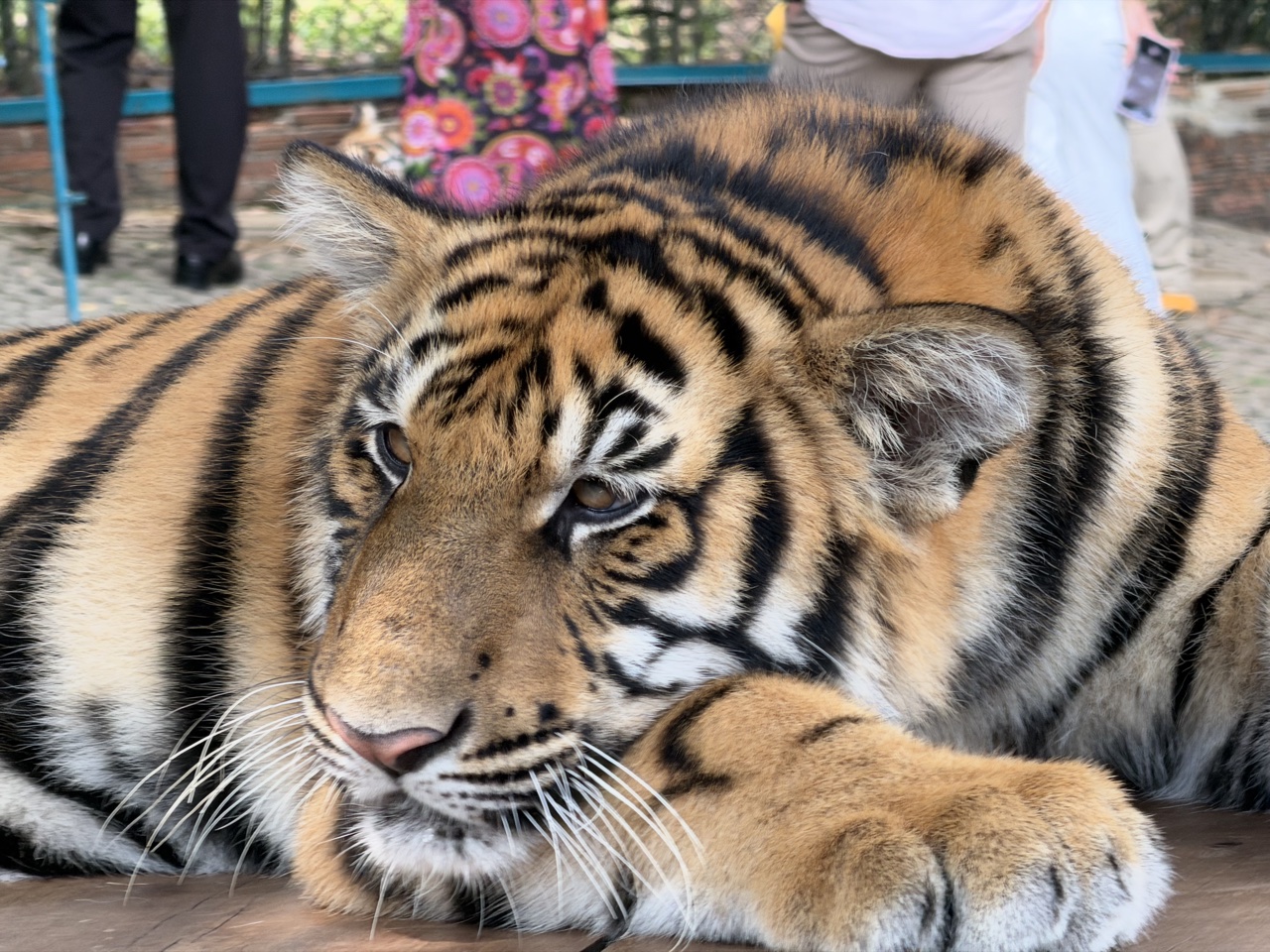 2026-01-23_13-51-52_Randy_3118