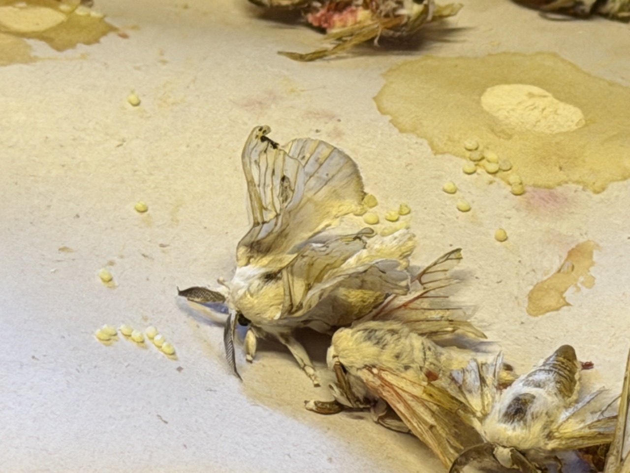 2026-01-23_15-27-05_Randy_3231