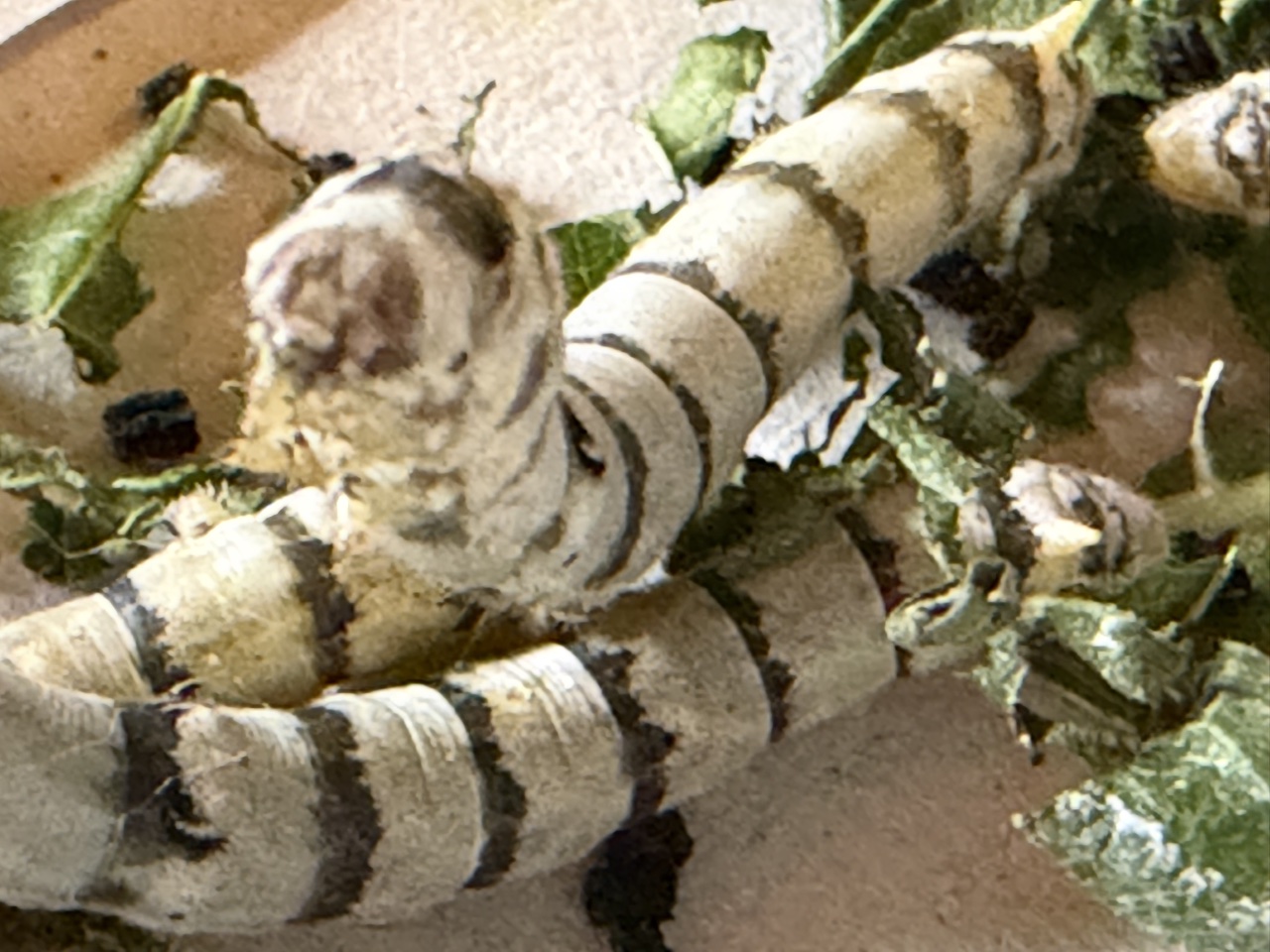 2026-01-23_15-27-07_Randy_3258