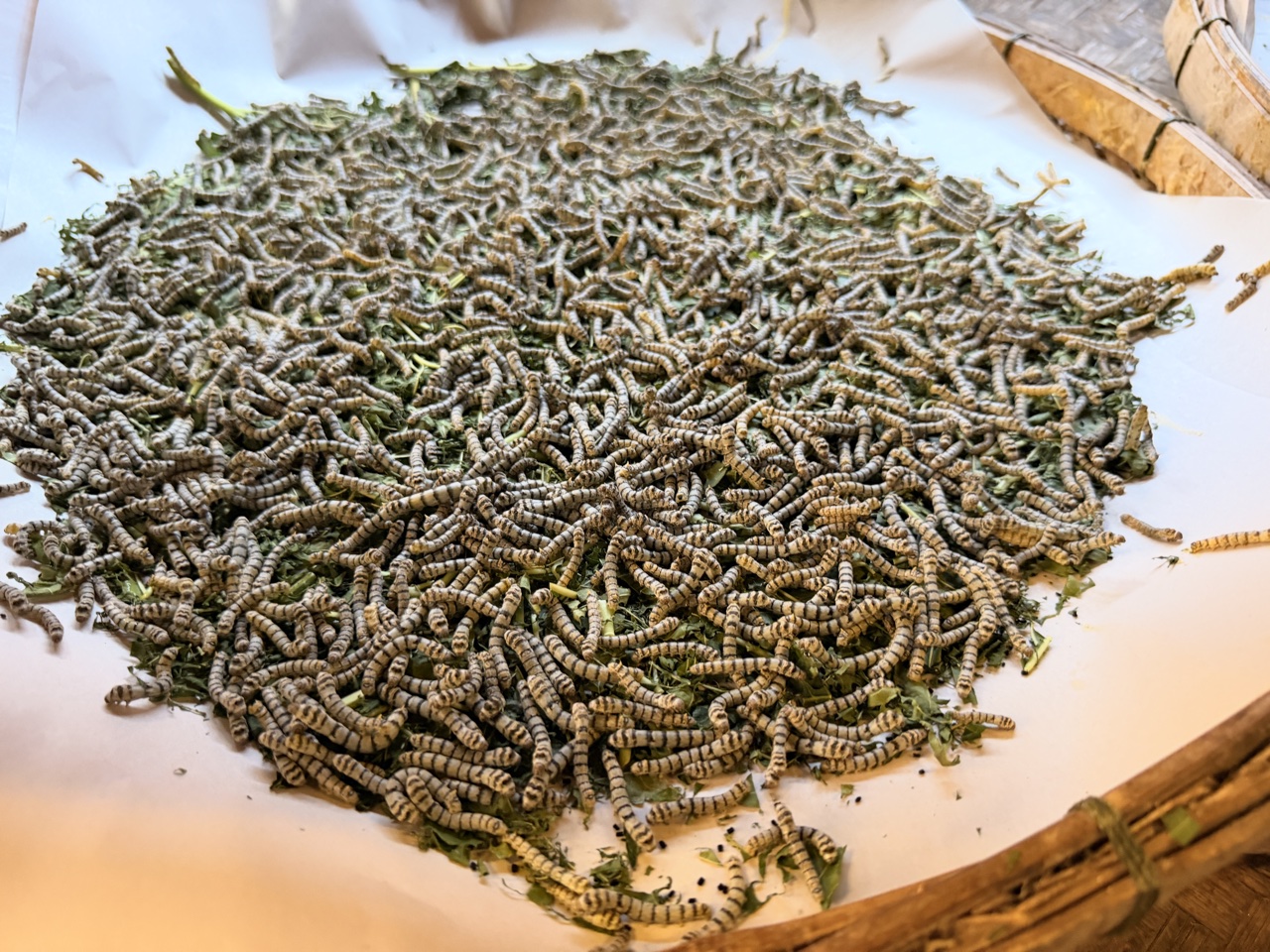 2026-01-23_15-27-07_Sharon_1734