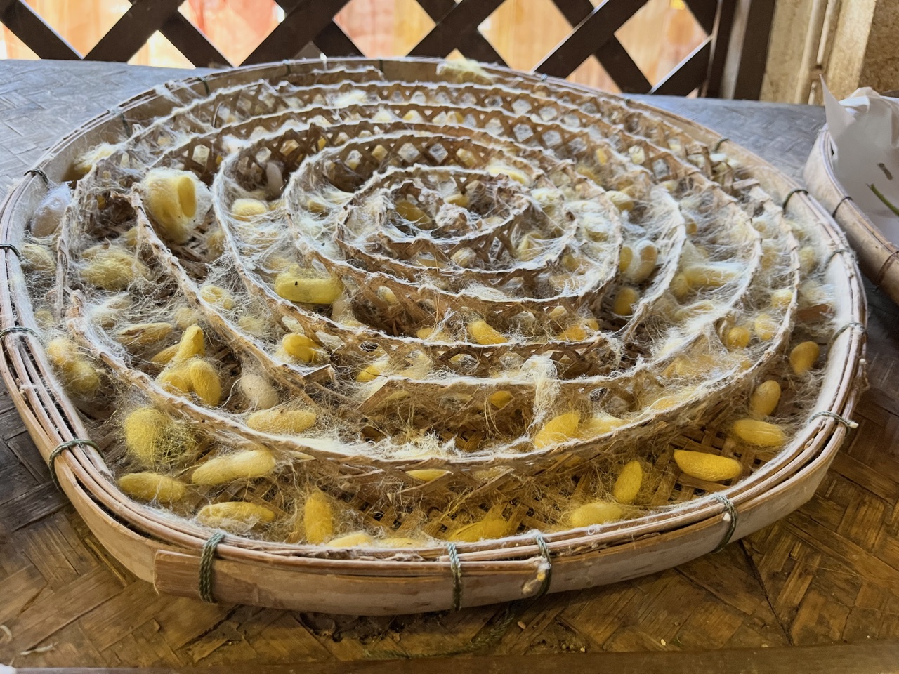 2026-01-23_15-27-09_Valerie_6131