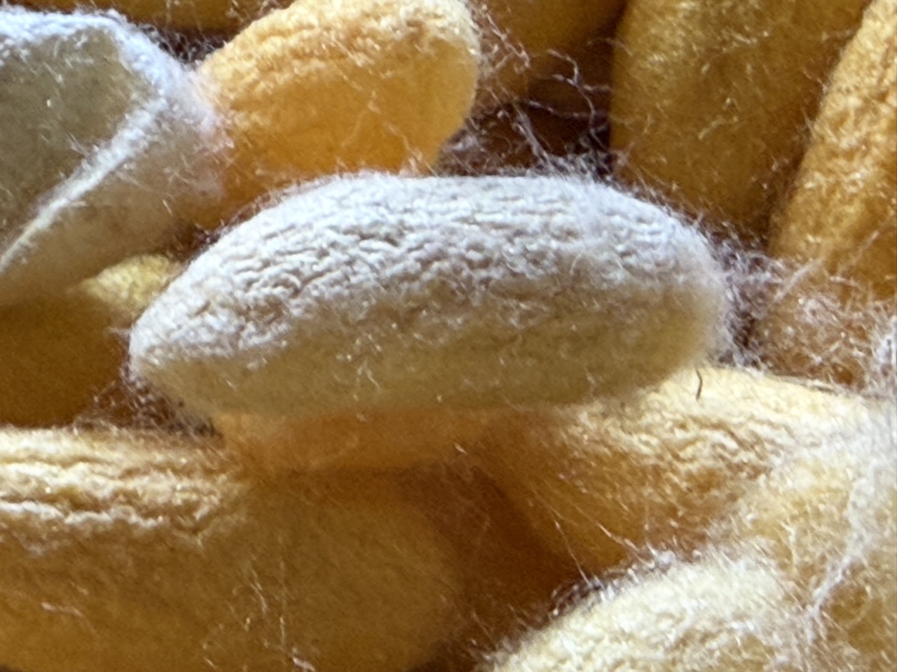 2026-01-23_15-27-11_Randy_3261