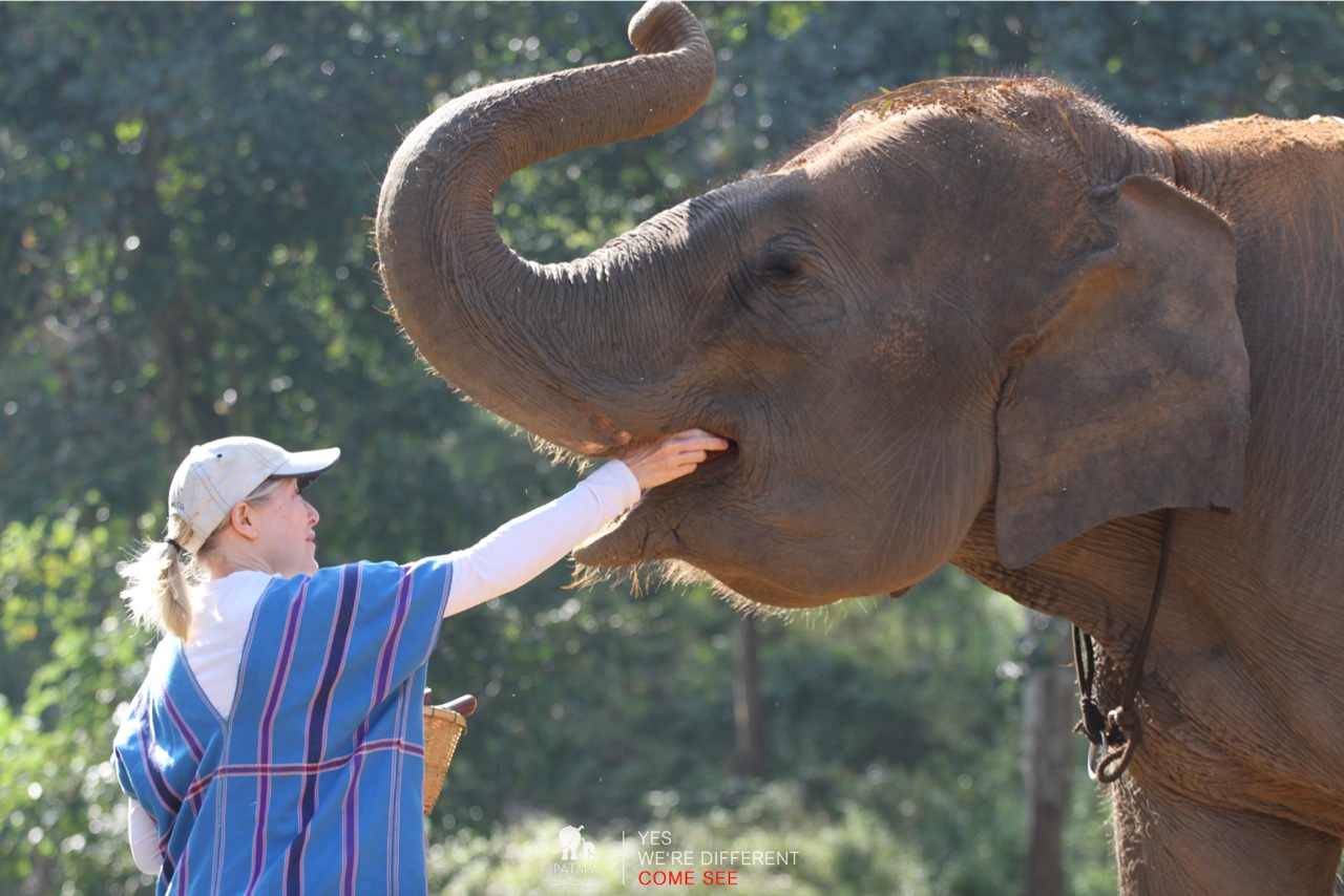 2026-01-24_10-07-18_Elephants_9210