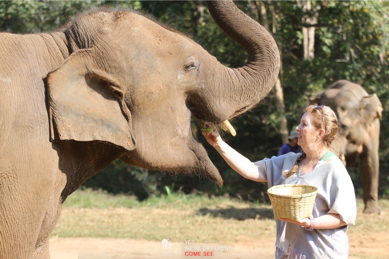 2026-01-24_10-09-46_Elephants_9235