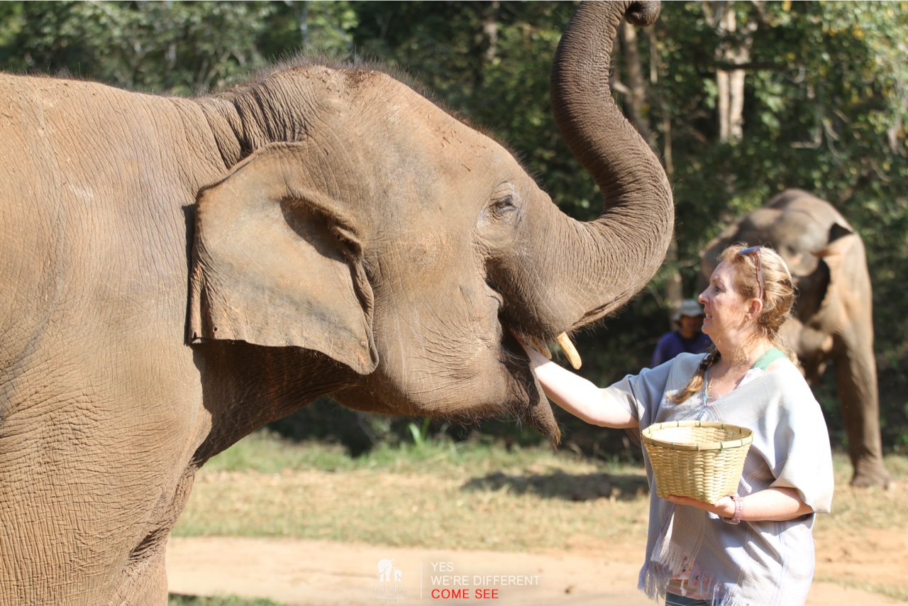 2026-01-24_10-09-46_Elephants_9236