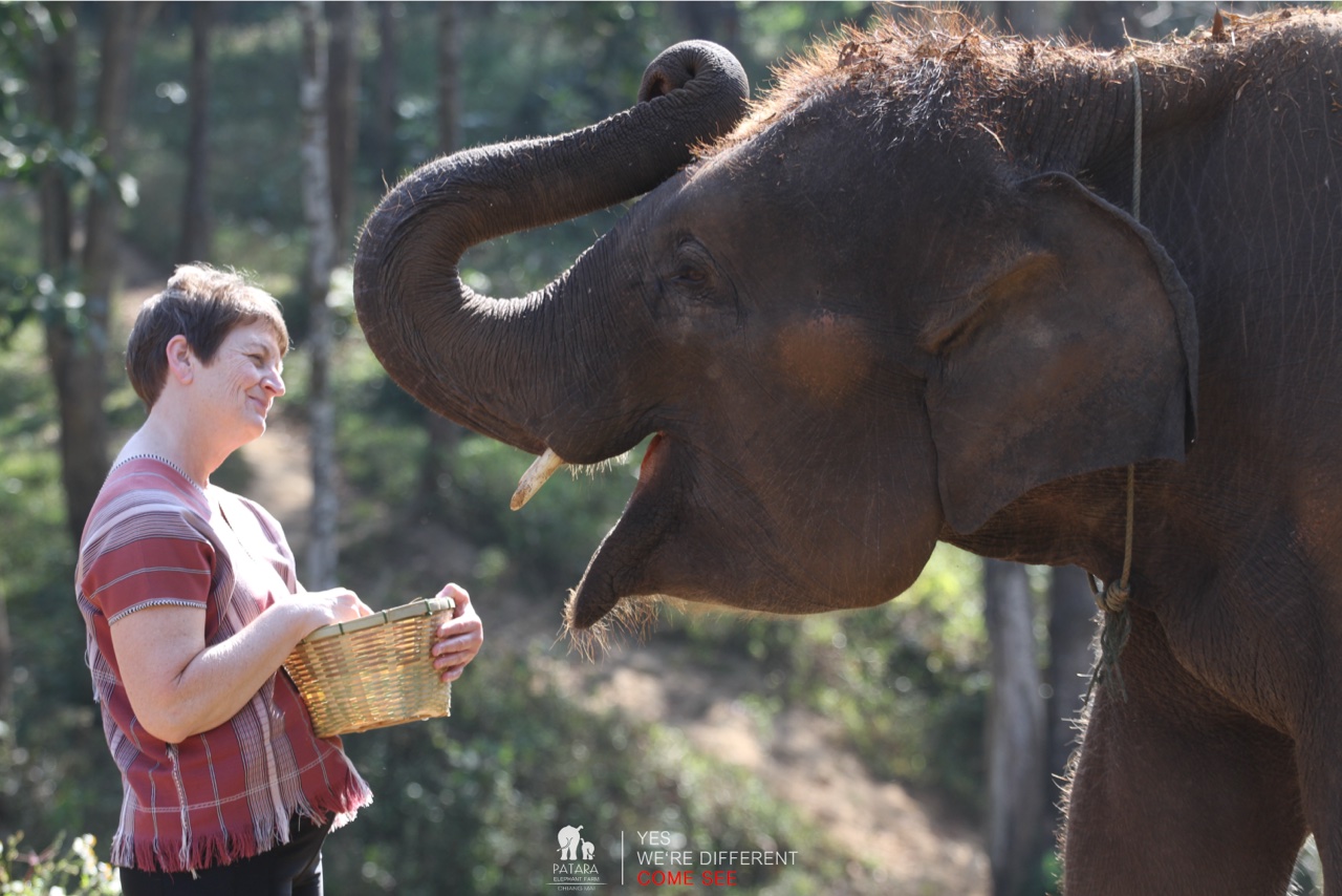 2026-01-24_10-10-15_Elephants_9223