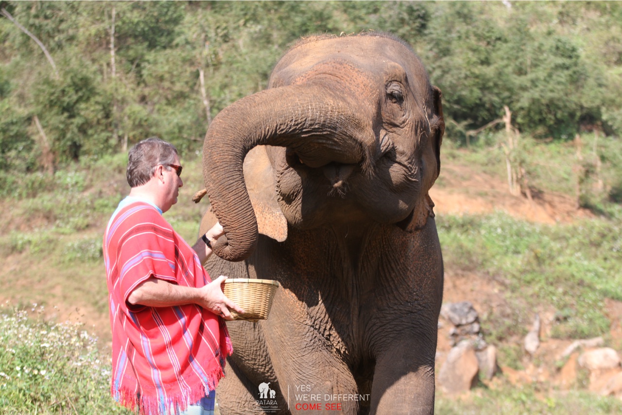 2026-01-24_10-10-16_Elephants_9228