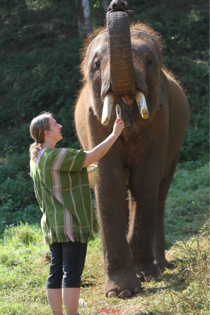 2026-01-24_10-10-25_Elephants_9226