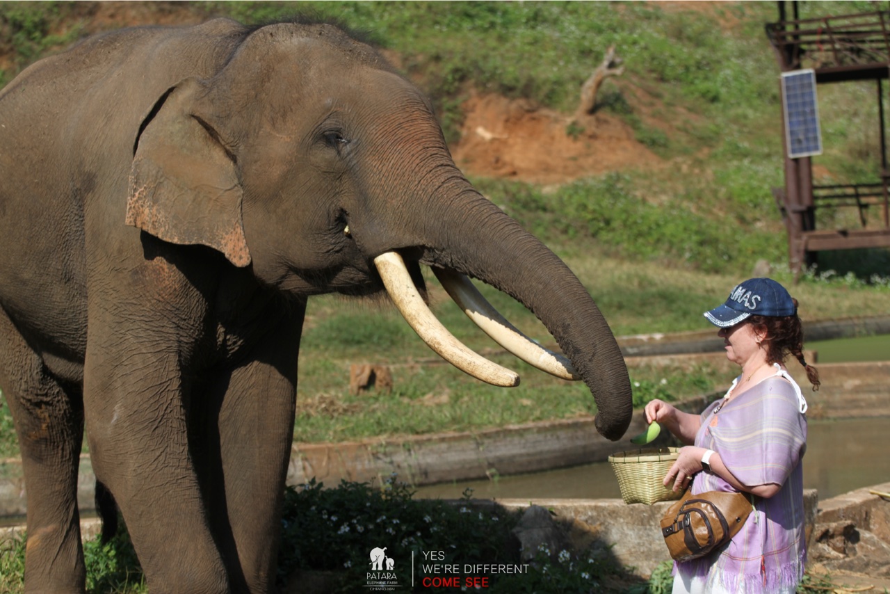 2026-01-24_10-12-45_Elephants_9265