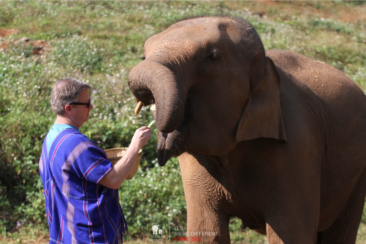 2026-01-24_10-12-46_Elephants_9262