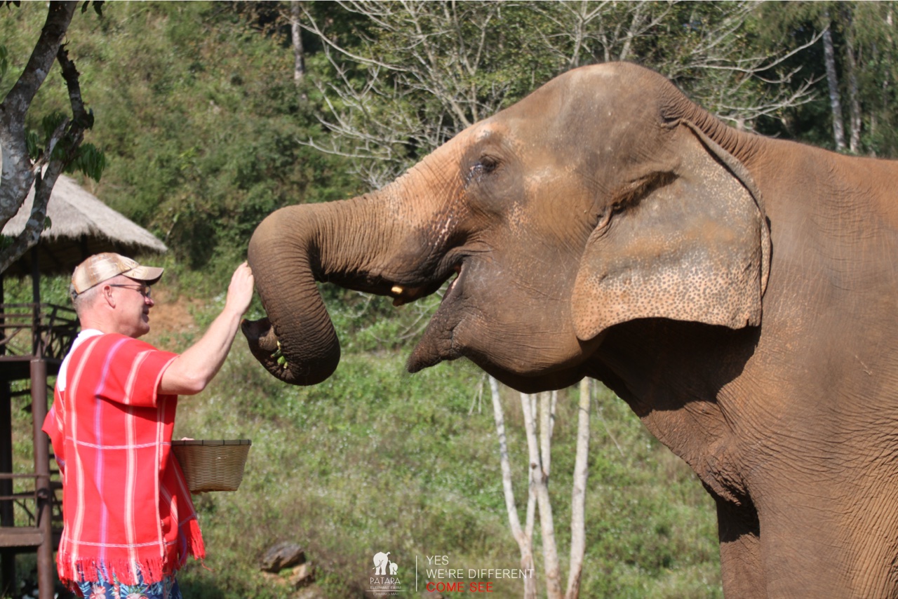 2026-01-24_10-12-50_Elephants_9240