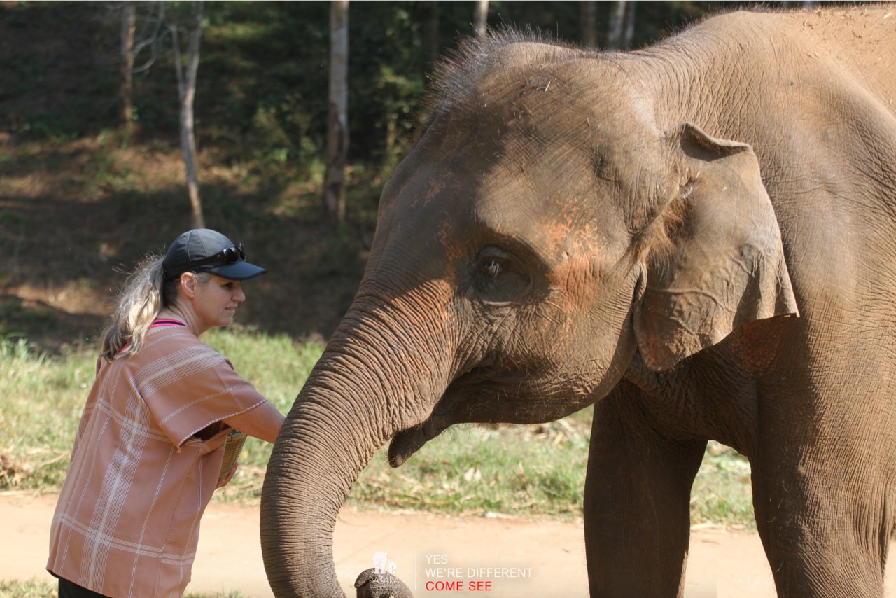 2026-01-24_10-12-58_Elephants_9258