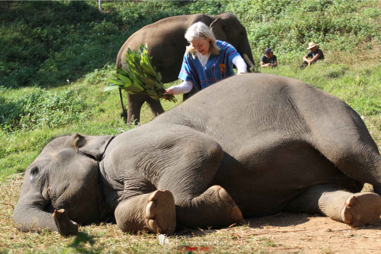 2026-01-24_10-42-10_Elephants_9347