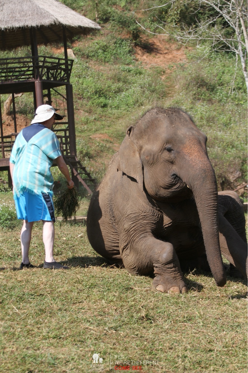 2026-01-24_10-44-50_Elephants_9382