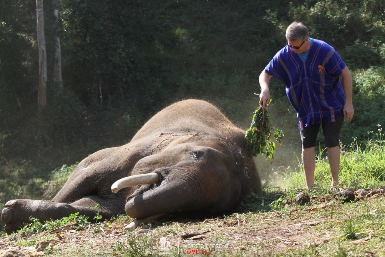 2026-01-24_10-47-20_Elephants_9368