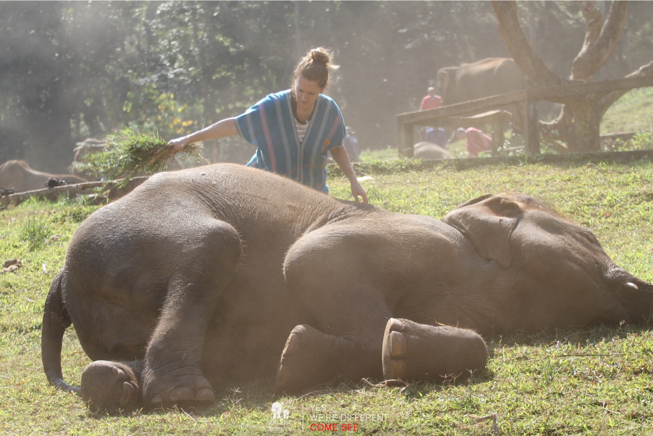 2026-01-24_10-48-49_Elephants_9403