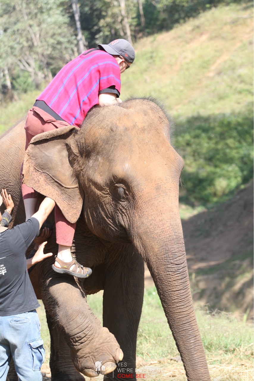 2026-01-24_11-02-20_Elephants_9419