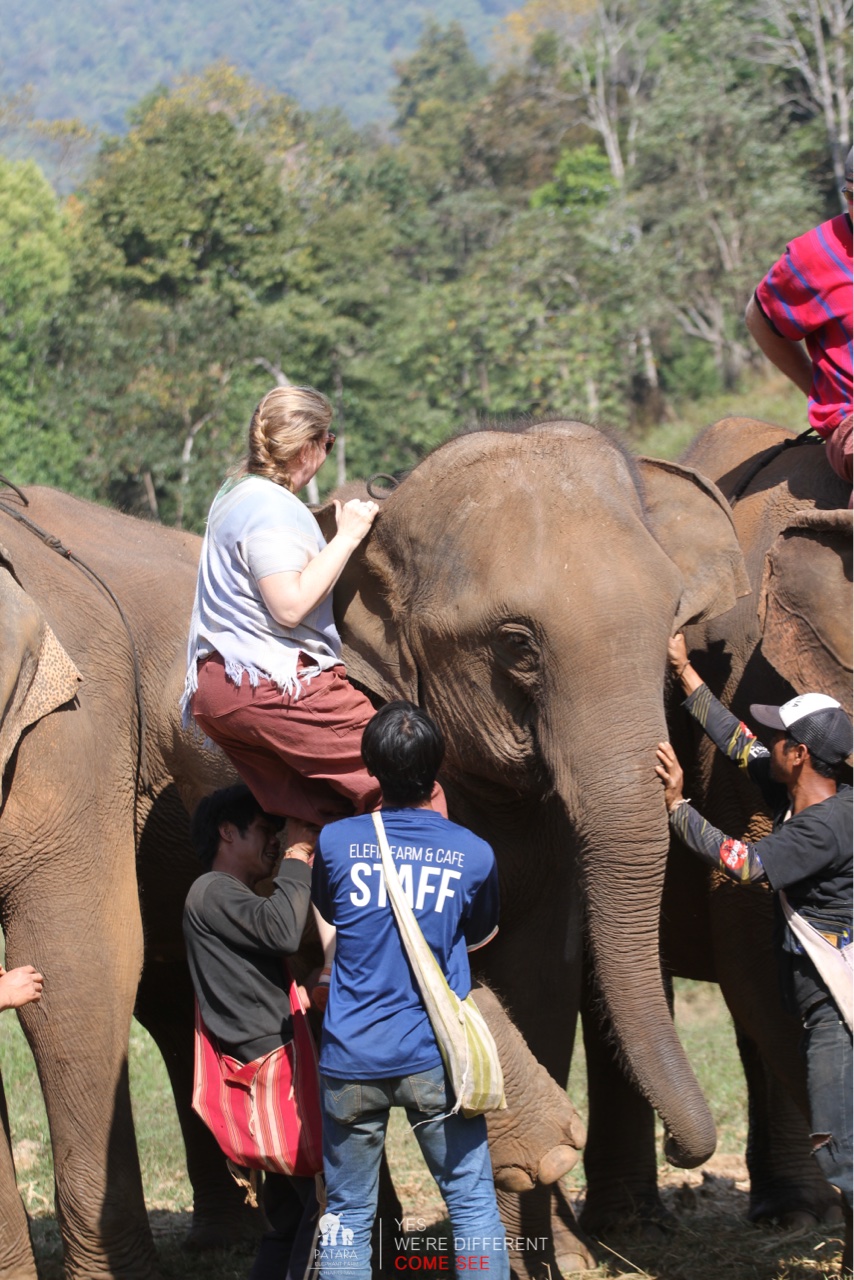 2026-01-24_11-03-01_Elephants_9420