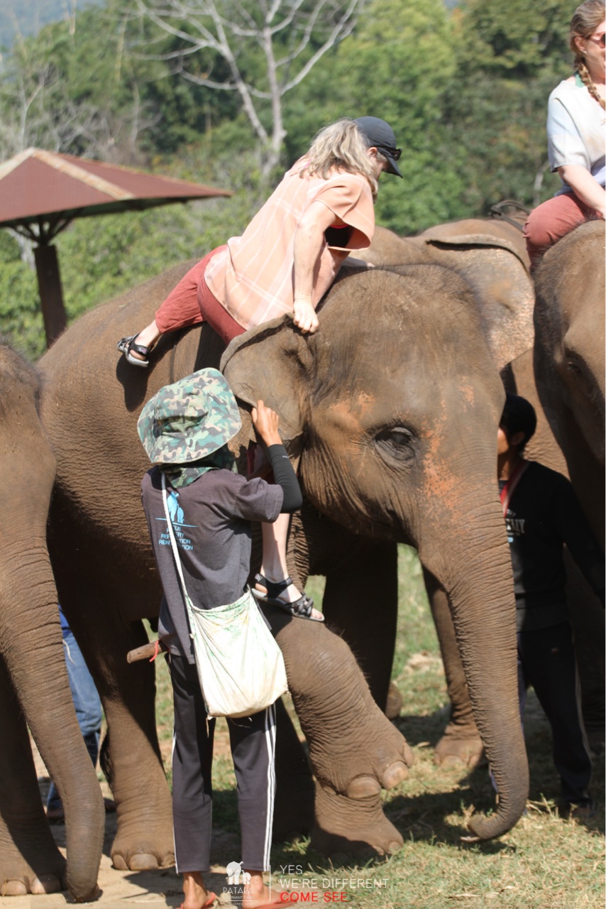 2026-01-24_11-05-00_Elephants_9428