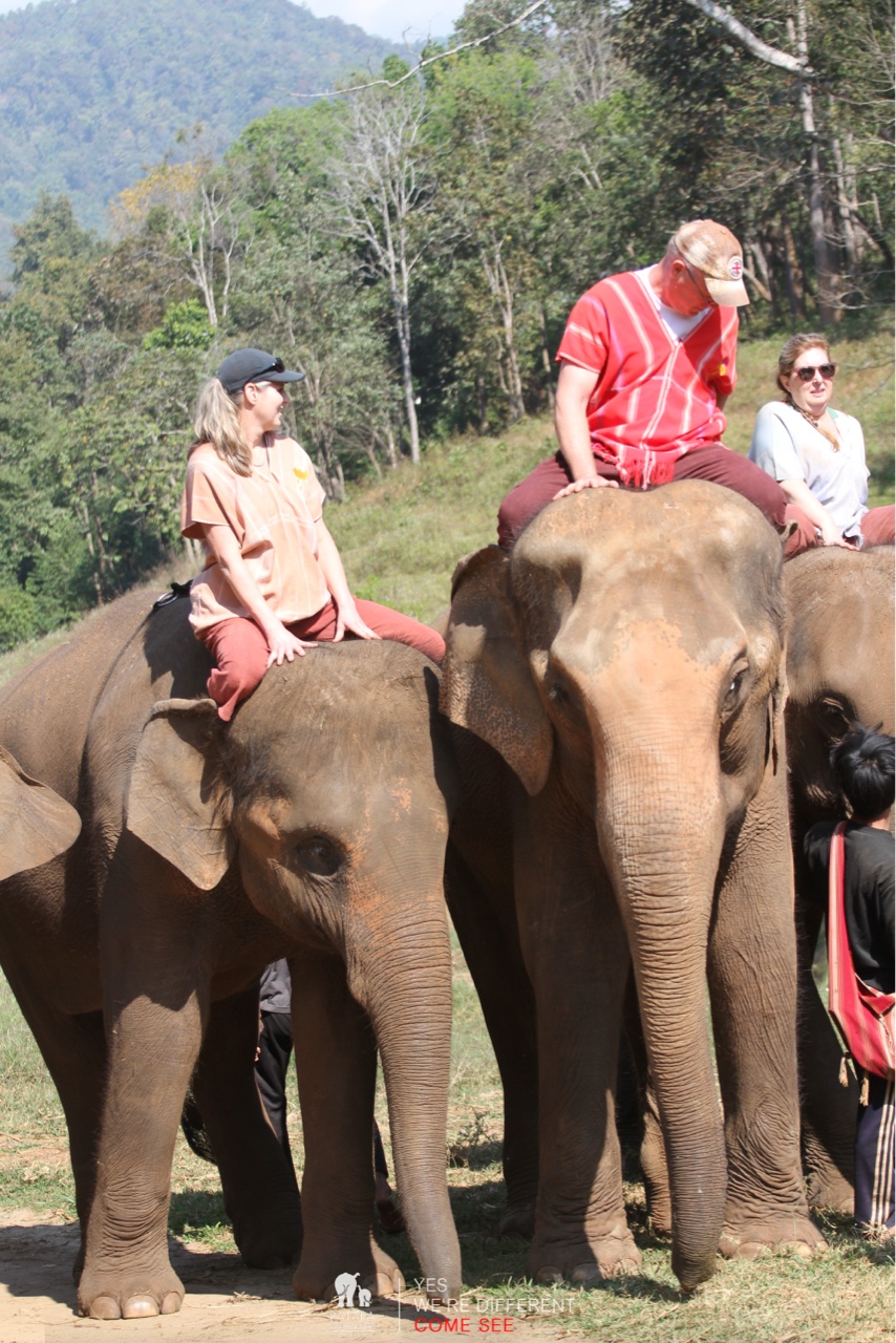 2026-01-24_11-05-00_Elephants_9431