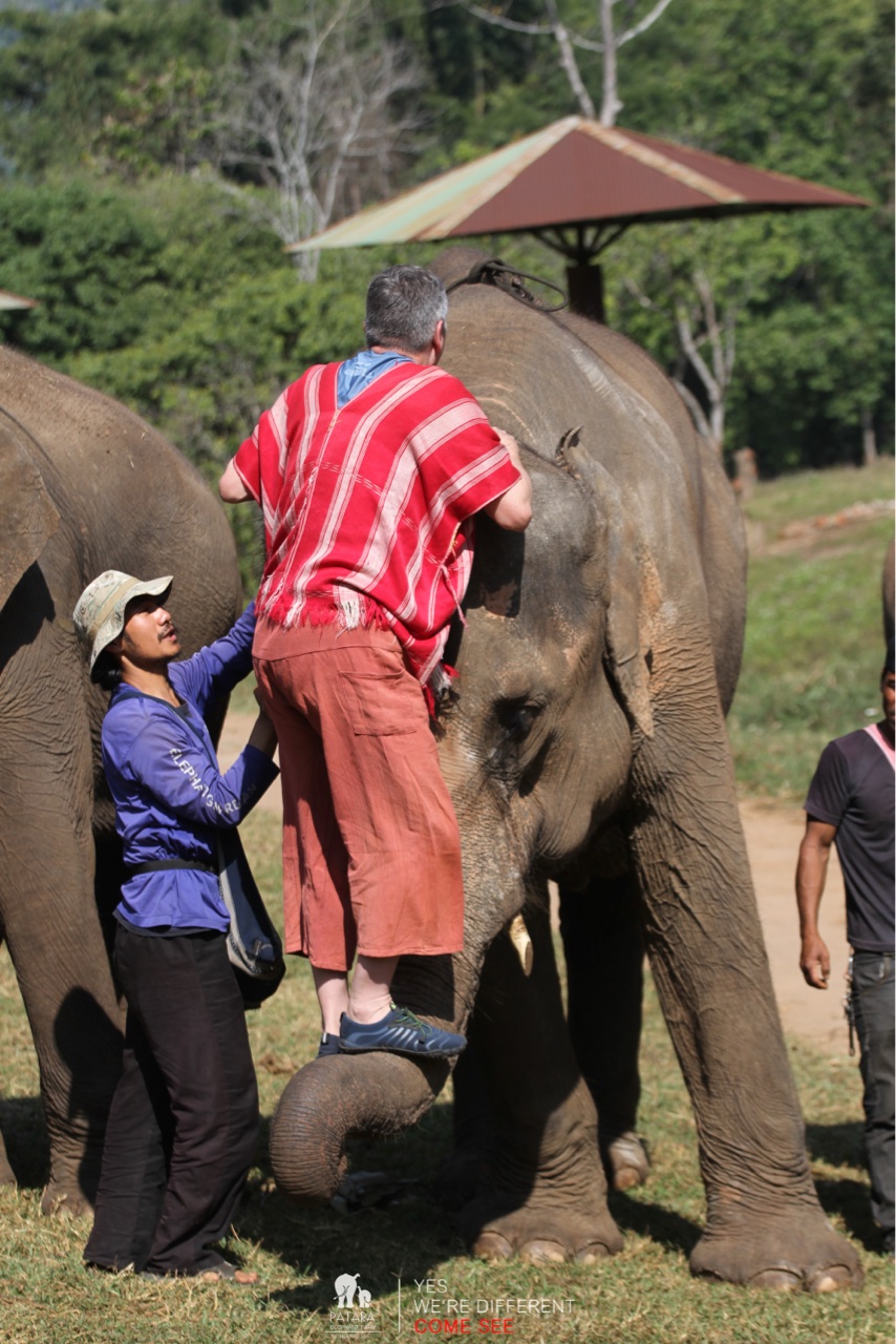 2026-01-24_11-07-00_Elephants_9439