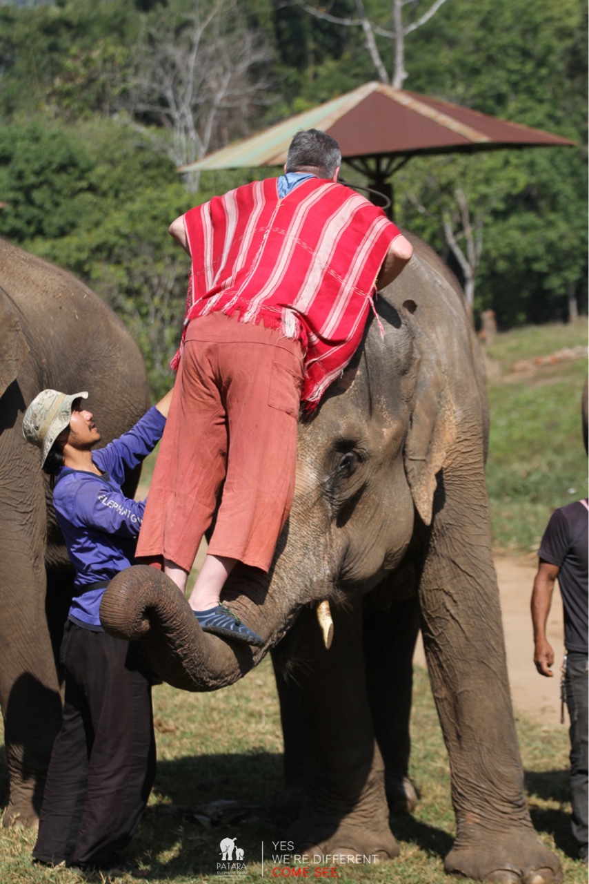 2026-01-24_11-07-00_Elephants_9440