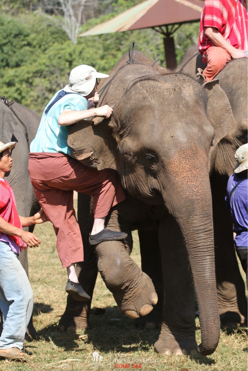 2026-01-24_11-08-00_Elephants_9443