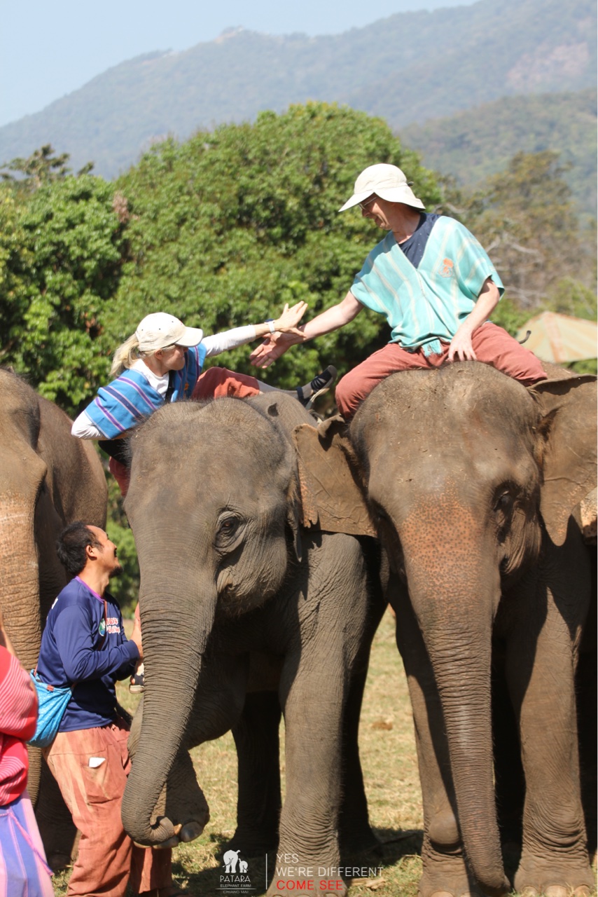 2026-01-24_11-08-10_Elephants_9445