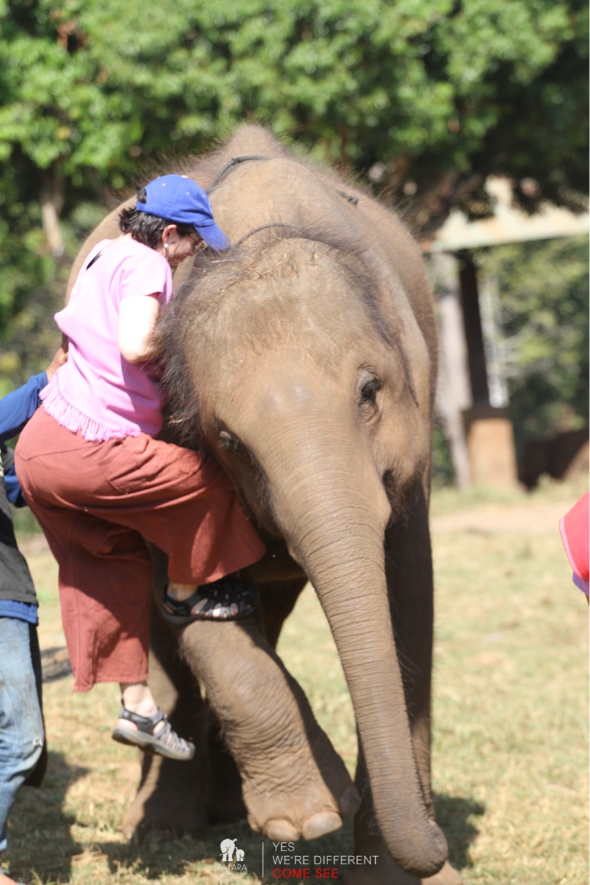 2026-01-24_11-12-00_Elephants_9451