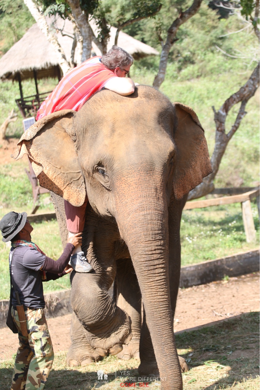 2026-01-24_11-13-40_Elephants_9458