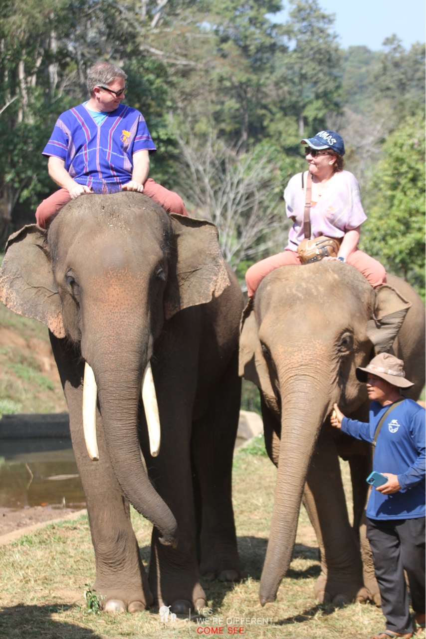 2026-01-24_11-14-00_Elephants_9460