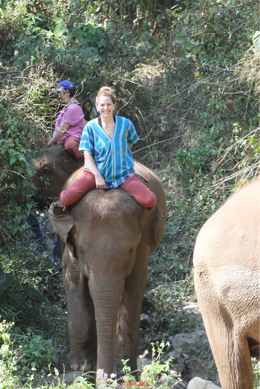 2026-01-24_11-48-00_Elephants_9505