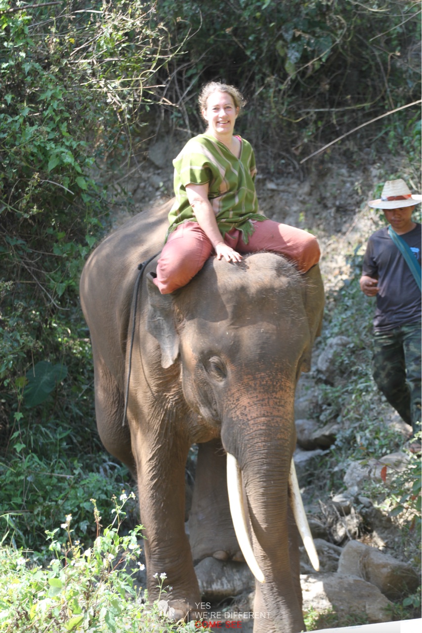 2026-01-24_11-48-00_Elephants_9581