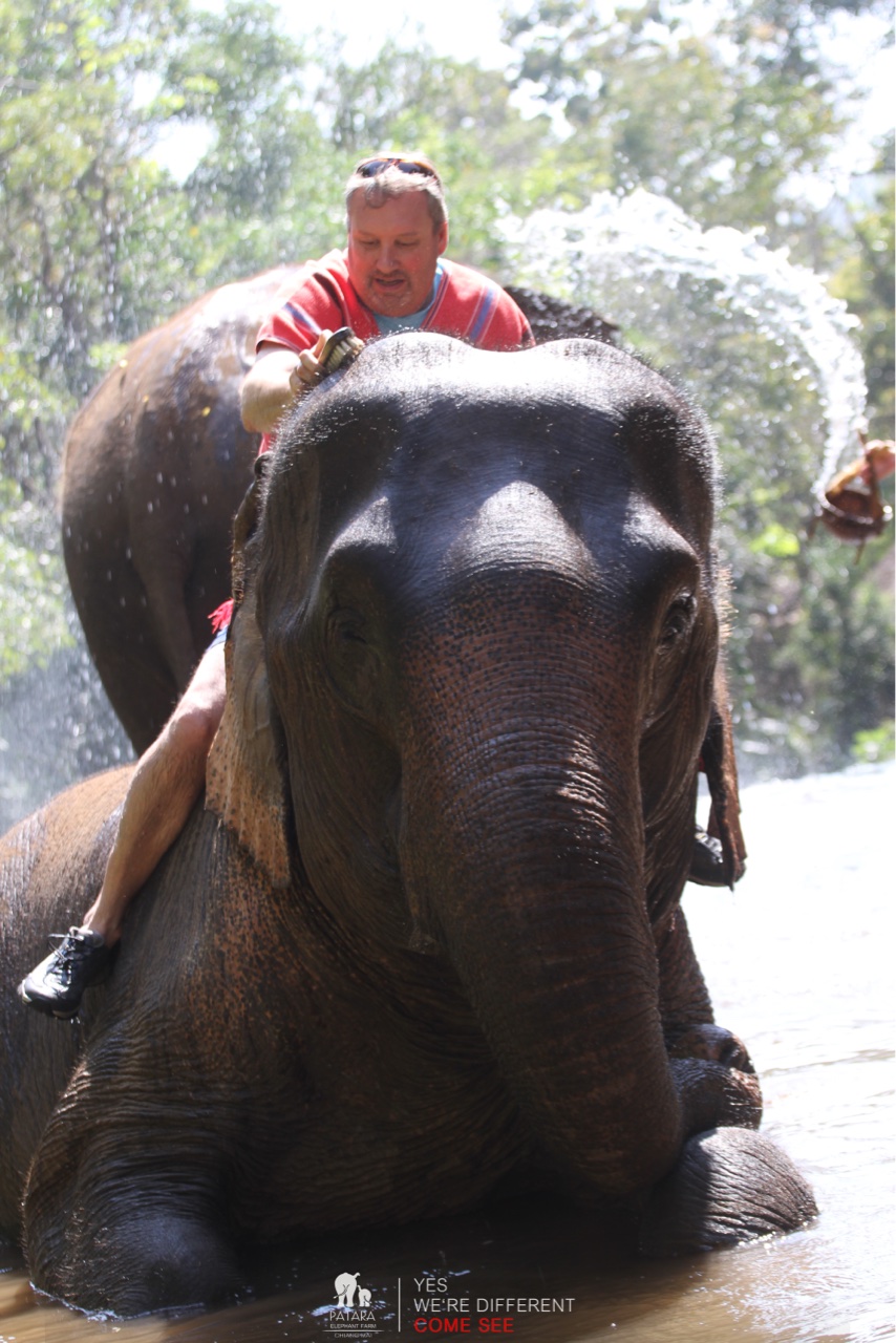 2026-01-24_12-47-00_Elephants_9585