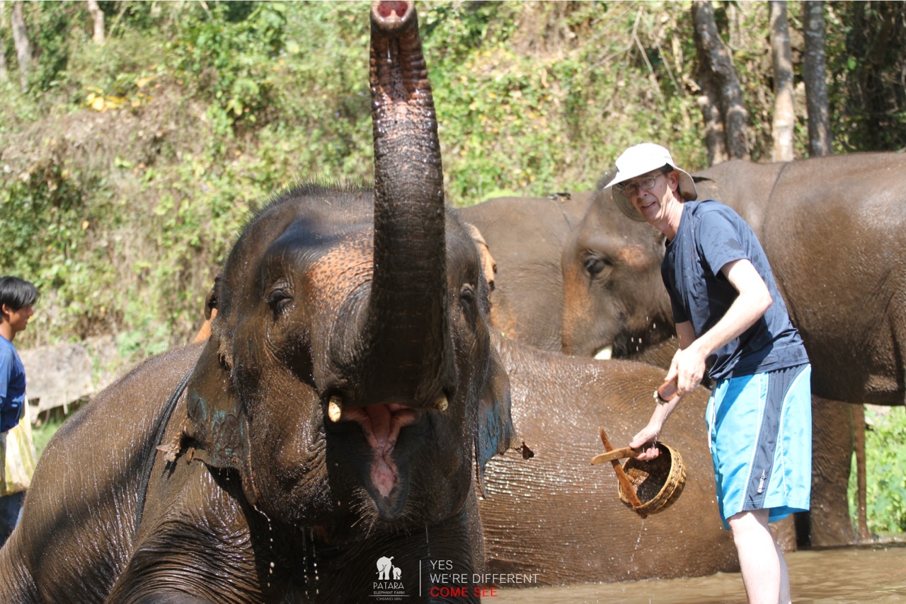 2026-01-24_12-51-21_Elephants_9619