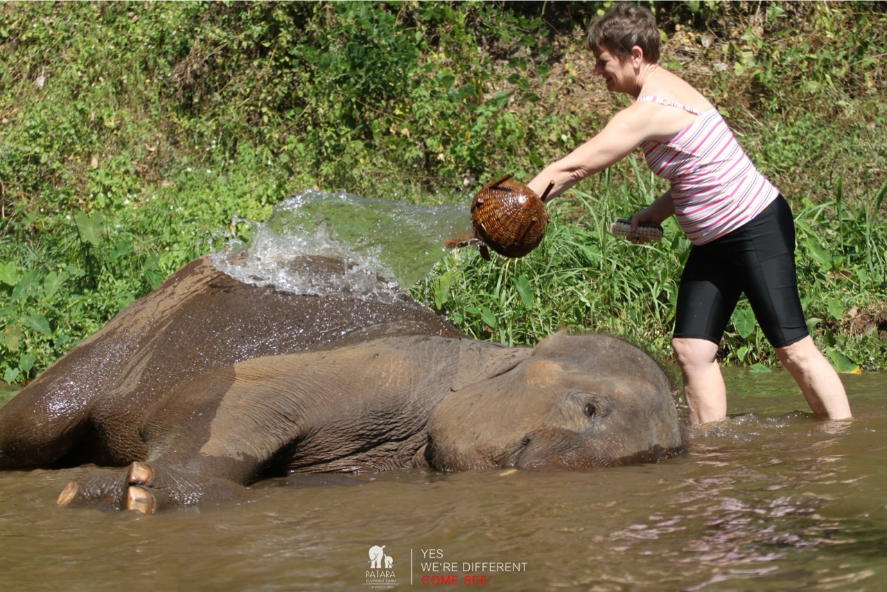 2026-01-24_13-00-05_Elephants_9625