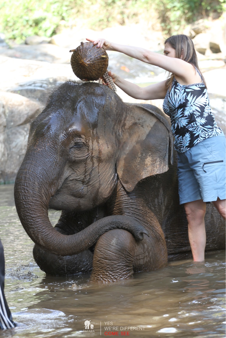 2026-01-24_13-00-10_Elephants_9652