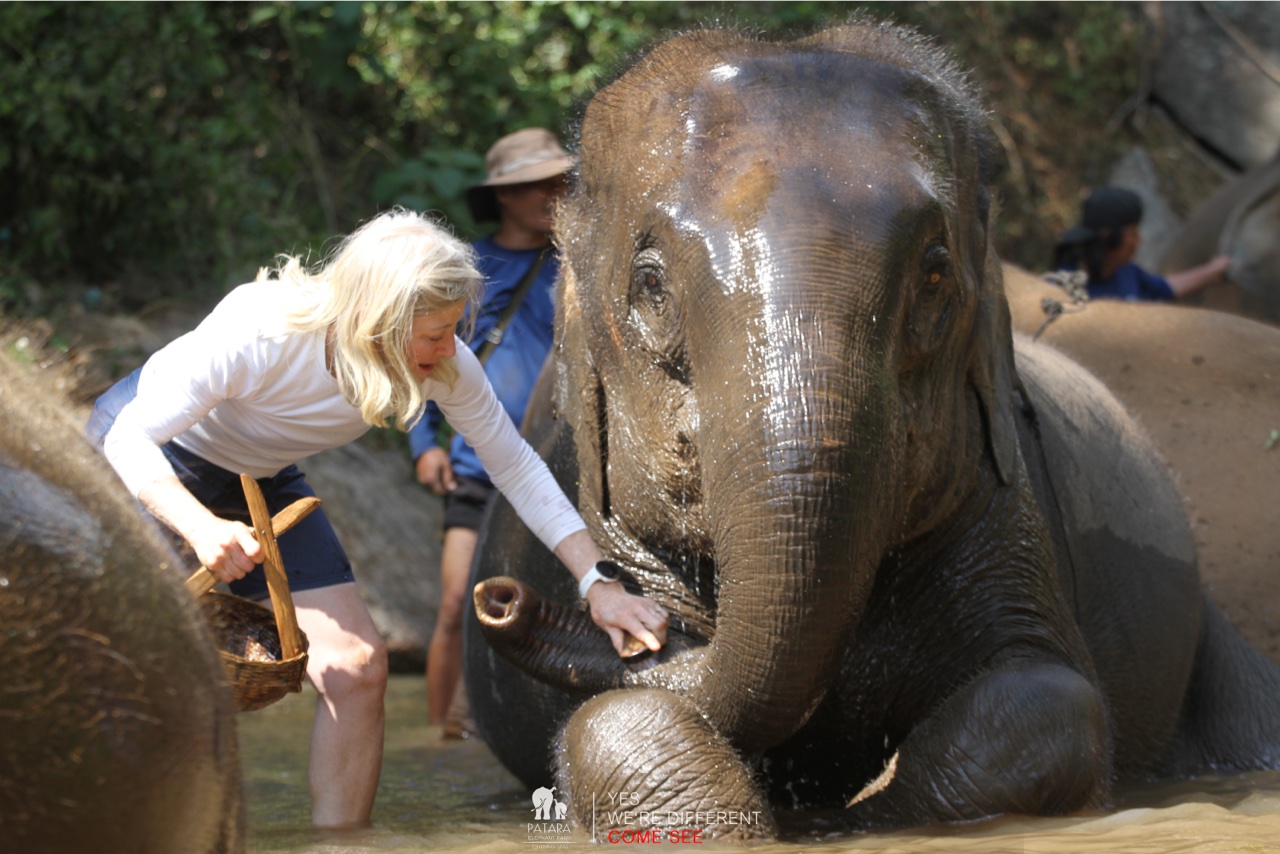 2026-01-24_13-00-55_Elephants_9640