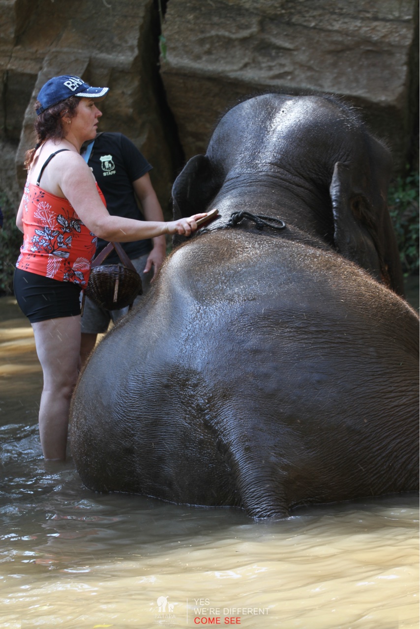 2026-01-24_13-01-30_Elephants_9664