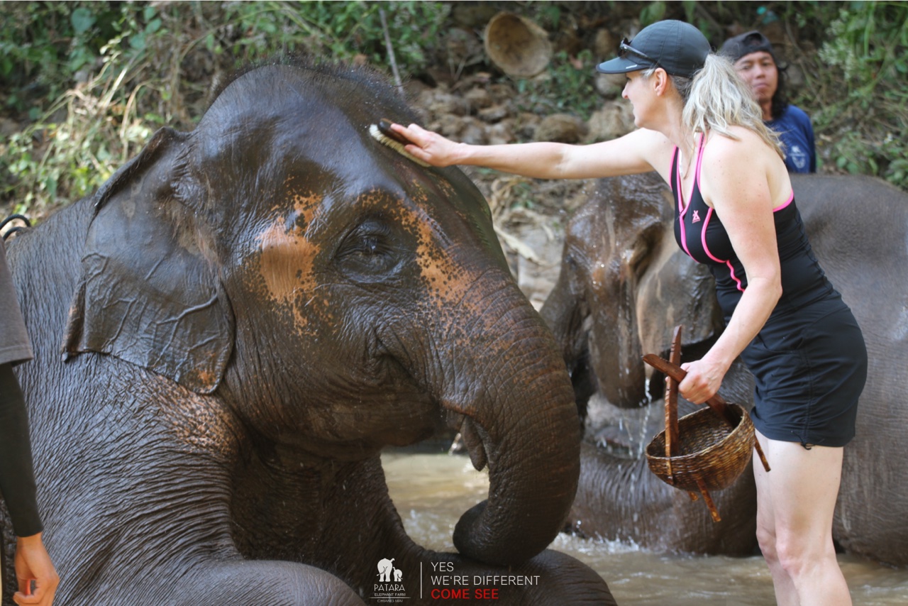 2026-01-24_13-01-32_Elephants_9670