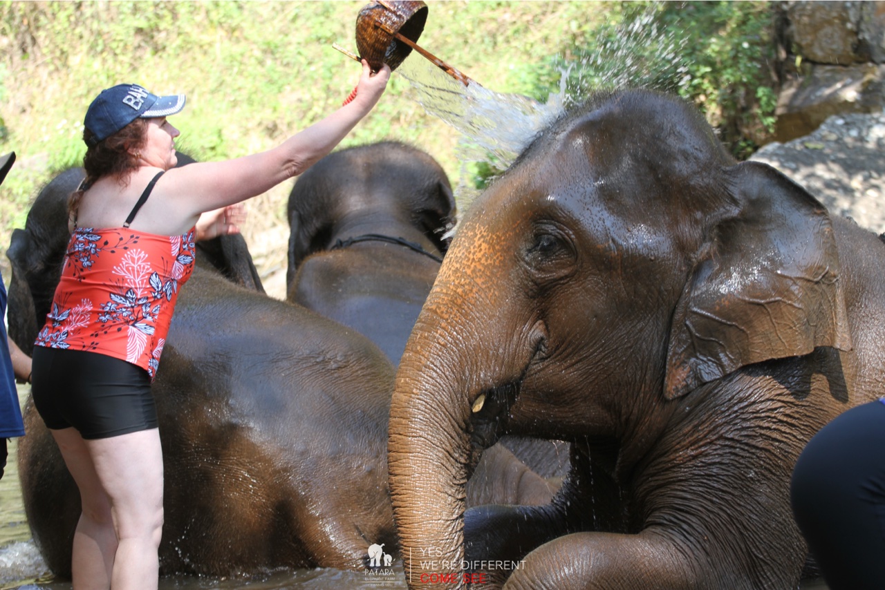 2026-01-24_13-03-02_Elephants_9653