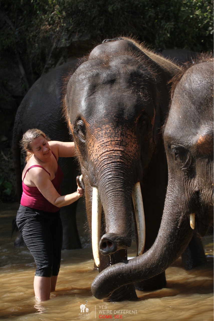 2026-01-24_13-05-41_Elephants_9671