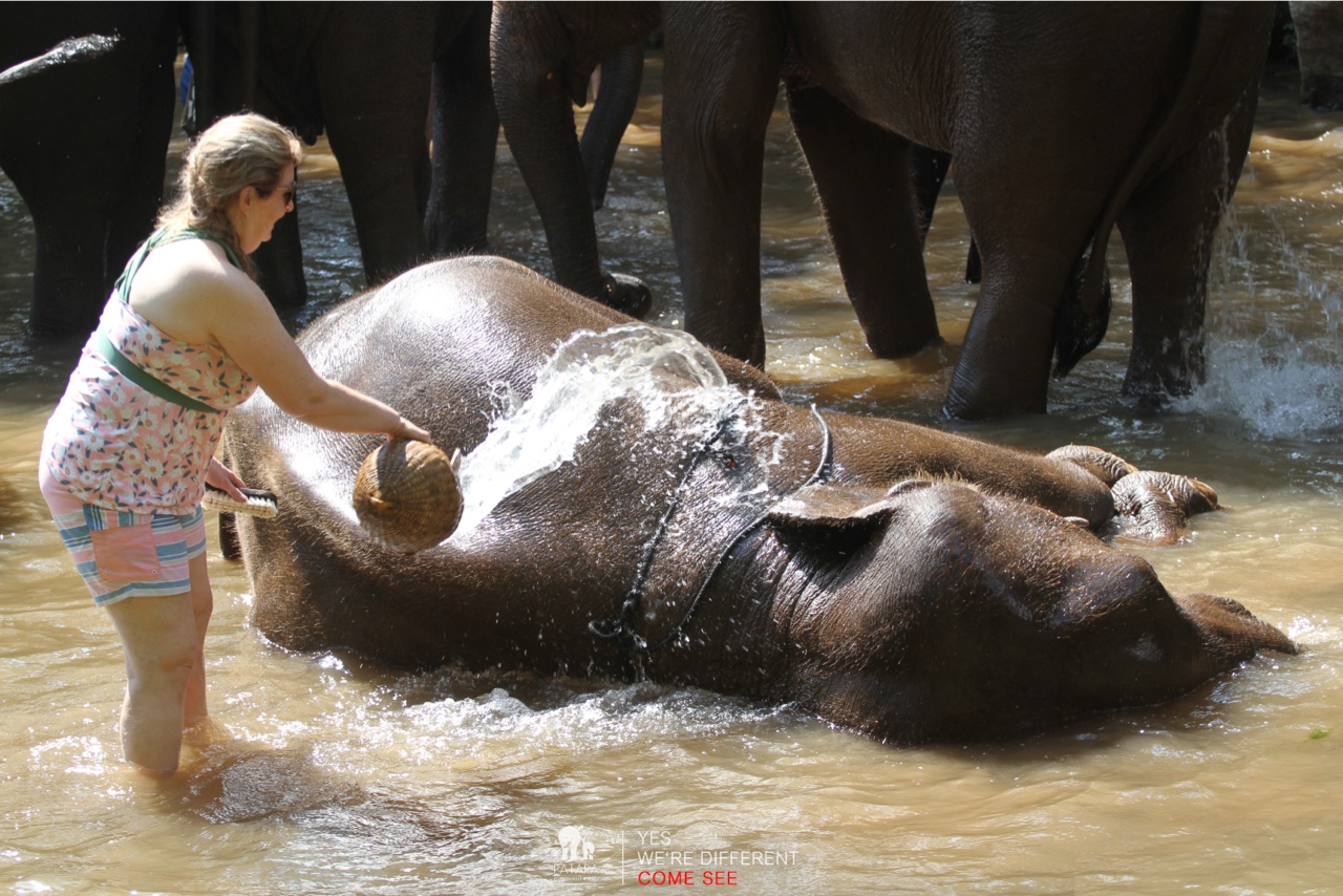 2026-01-24_13-05-59_Elephants_9675