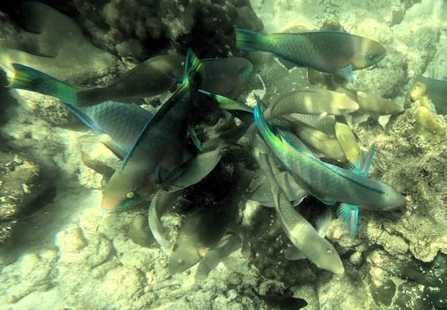 2026-01-27_12-00-00_Snorkeling