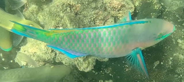 2026-01-27_12-00-00_Snorkeling1