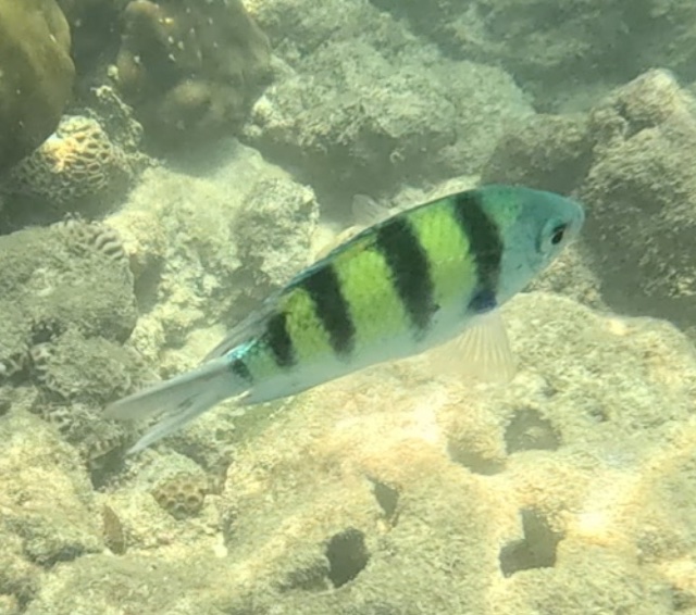 2026-01-27_12-01-00_Snorkeling