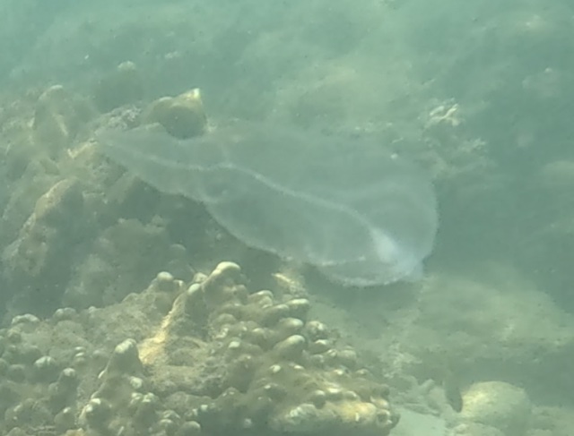 2026-01-27_12-02-00_Snorkeling